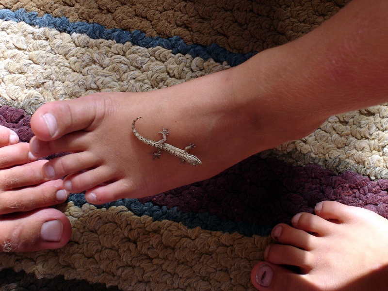 The moorea (golden lizard) we found stowing away onboard.