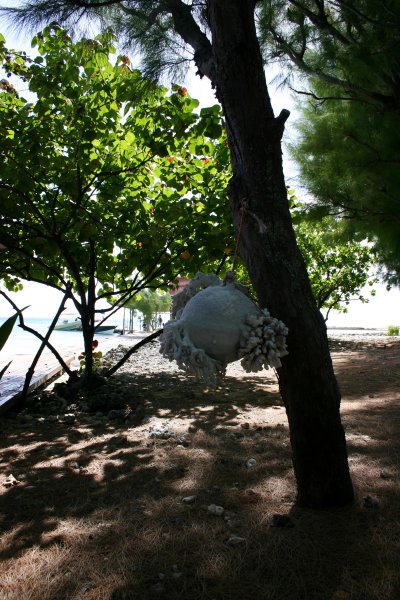 Coral nuissance or art?